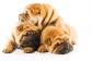 Sharpei Puppy Pile